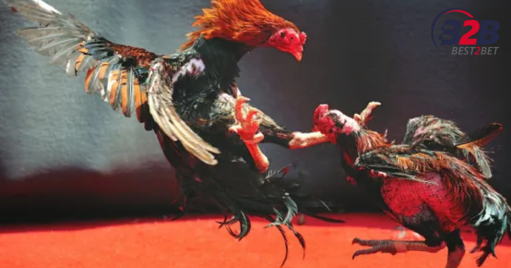 đá gà trực tiếp